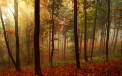 Desktop wallpaper. Nature. ID:49920
