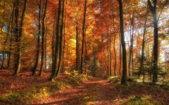 Desktop wallpaper. Nature. ID:50011