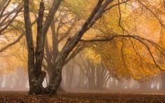 Desktop wallpaper. Nature. ID:51985
