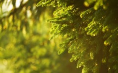 Desktop wallpaper. Nature. ID:50536