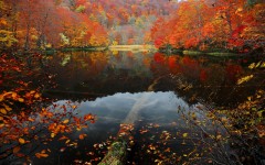 Desktop image. Nature. ID:52081
