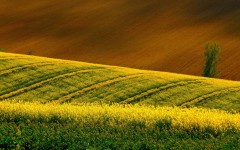 Desktop image. Nature. ID:52111
