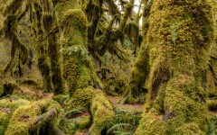 Desktop image. Nature. ID:52114