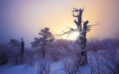 Desktop wallpaper. Nature. ID:52187