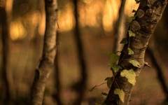 Desktop wallpaper. Nature. ID:52191