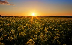 Desktop wallpaper. Nature. ID:52628