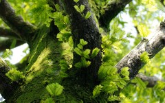 Desktop image. Nature. ID:52633