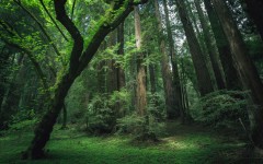Desktop image. Nature. ID:52634