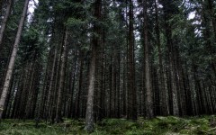 Desktop wallpaper. Nature. ID:52635