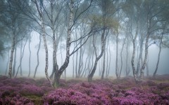 Desktop image. Nature. ID:52688