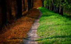 Desktop image. Nature. ID:52715