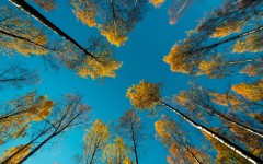 Desktop image. Nature. ID:52718