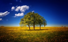 Desktop image. Nature. ID:52770
