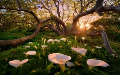 Desktop wallpaper. Nature. ID:52847