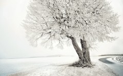 Desktop wallpaper. Nature. ID:52990