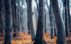 Desktop wallpaper. Nature. ID:53006