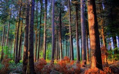 Desktop wallpaper. Nature. ID:53070