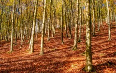 Desktop wallpaper. Nature. ID:53095