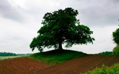 Desktop wallpaper. Nature. ID:53100