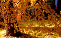 Desktop wallpaper. Nature. ID:53114