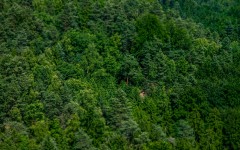 Desktop wallpaper. Nature. ID:53335