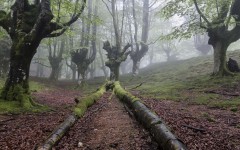 Desktop wallpaper. Nature. ID:53345