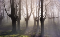 Desktop image. Nature. ID:53487