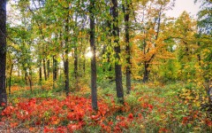 Desktop wallpaper. Nature. ID:53489