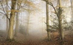 Desktop wallpaper. Nature. ID:53648