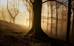 Desktop wallpaper. Nature. ID:53655