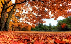 Desktop wallpaper. Nature. ID:53732