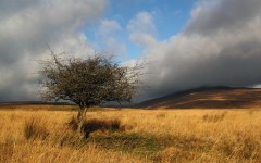 Desktop wallpaper. Nature. ID:53754