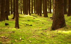 Desktop wallpaper. Nature. ID:54068