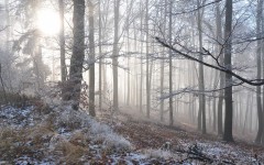 Desktop image. Nature. ID:54207