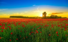 Desktop image. Nature. ID:54362
