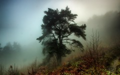 Desktop image. Nature. ID:54366