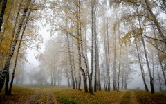 Desktop image. Nature. ID:54368