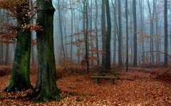 Desktop image. Nature. ID:54372