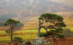 Desktop image. Nature. ID:54394