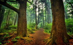 Desktop wallpaper. Nature. ID:54418