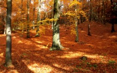 Desktop wallpaper. Nature. ID:54677