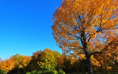 Desktop wallpaper. Nature. ID:54685