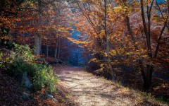 Desktop wallpaper. Nature. ID:54866