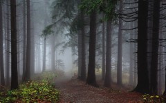 Desktop wallpaper. Nature. ID:54998