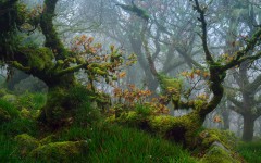Desktop image. Nature. ID:55007