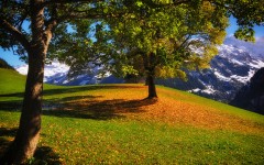 Desktop image. Nature. ID:55016
