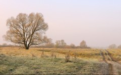 Desktop image. Nature. ID:55027