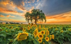Desktop image. Nature. ID:55299