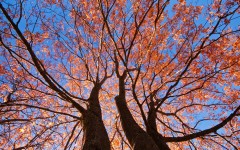 Desktop image. Nature. ID:55313