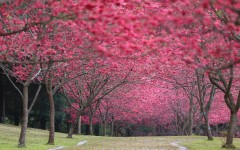 Desktop wallpaper. Nature. ID:55357